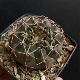 Gymnocalycium riojense Cactus for Sale | Compact Globe with Curved Spines, Low-Maintenance Indoor Succulent