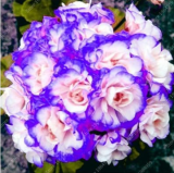 Geranium Seeds Perennial Flower Pelargonium Peltatum