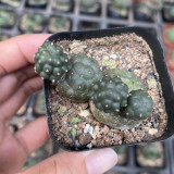 Tephrocactus bonnieae Cactus for Sale - Rare Football Succulent, Spineless Bumpy Pads, Pet-Safe Indoor Plant