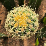Kroenleinia grusonii 'Intertextus' Cactus for Sale – Rare Cactus, Low Maintenance Indoor Succulent
