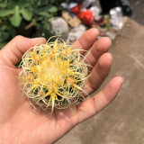 Kroenleinia grusonii 'Intertextus' Cactus for Sale – Rare Cactus, Low Maintenance Indoor Succulent