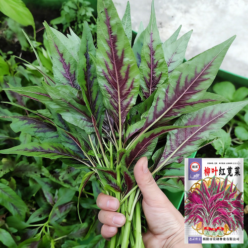 Willow-Leaf Red Amaranth Seeds - High-Yield, Nutrient-Rich, Ideal for Home Gardening and Commercial Cultivation