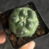 Coryphantha elephantidens cv. inermis - Rare Spineless Cactus Cultivar, Low-Maintenance Succulent