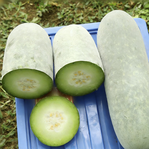 Baocui F1 Hybrid Hairy Gourd Seeds - Early-Maturing Hybrid, High-Yield, Easy to Grow