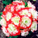 Geranium Seeds Perennial Flower Pelargonium Peltatum