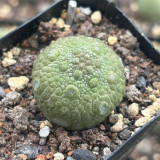Pseudolithos migiurtinus for Sale - Rare False Rock Cactus | Low Maintenance, Compact Succulent