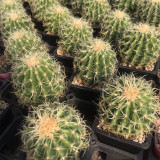 Kroenleinia grusonii 'Intertextus' Cactus for Sale – Rare Cactus, Low Maintenance Indoor Succulent