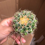 Kroenleinia grusonii 'Intertextus' Cactus for Sale – Rare Cactus, Low Maintenance Indoor Succulent