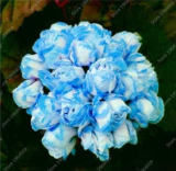 Geranium Seeds Perennial Flower Pelargonium Peltatum