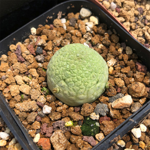 Pseudolithos migiurtinus for Sale - Rare False Rock Cactus | Low Maintenance, Compact Succulent