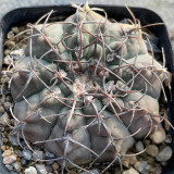 Gymnocalycium riojense Cactus for Sale | Compact Globe with Curved Spines, Low-Maintenance Indoor Succulent