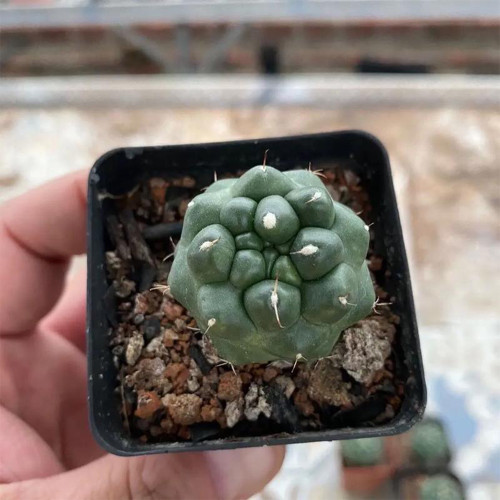 Coryphantha elephantidens cv. inermis - Rare Spineless Cactus Cultivar, Low-Maintenance Succulent