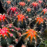 Gymnocalycium stenopleurum 'Artificial Variegated' for Sale - Variegated Ribbed Peony Cactus, Beginner Friendly Succulenta