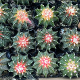 Gymnocalycium stenopleurum 'Artificial Variegated' for Sale - Variegated Ribbed Peony Cactus, Beginner Friendly Succulenta