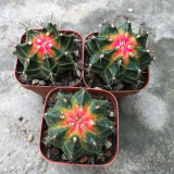 Gymnocalycium stenopleurum 'Artificial Variegated' for Sale - Variegated Ribbed Peony Cactus, Beginner Friendly Succulenta