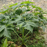 Japanese Ashitaba Seeds - High Germination Rate, Shade-Tolerant, Edible with Medicinal Value
