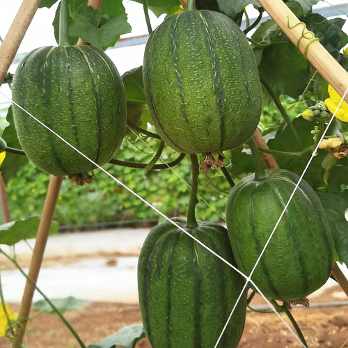 Taifeng No. 1 Apple Luffa Seeds - High-yielding, unique appearance, strong adaptability, easy to manage