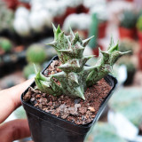 Caralluma hesperidum for Sale | Rare Succulent with Horn-Like Stems, Star-Shaped Blooms, Low Maintenance