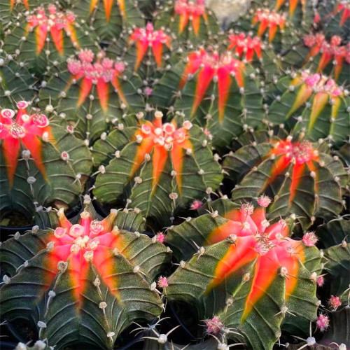 Gymnocalycium stenopleurum 'Artificial Variegated' for Sale - Variegated Ribbed Peony Cactus, Beginner Friendly Succulenta
