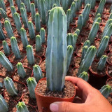 Myrtillocactus geometrizans | Low-Maintenance Architectural Succulent for Indoor & Outdoor Decor