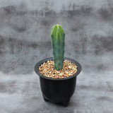 Myrtillocactus geometrizans | Low-Maintenance Architectural Succulent for Indoor & Outdoor Decor