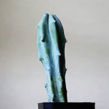 Myrtillocactus geometrizans | Low-Maintenance Architectural Succulent for Indoor & Outdoor Decor