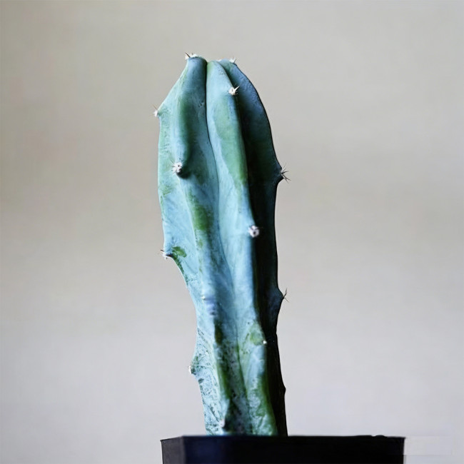 Myrtillocactus geometrizans | Low-Maintenance Architectural Succulent for Indoor & Outdoor Decor