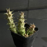 Caralluma hesperidum Succulent - Rare Live Thorny Mottled Plant for Indoor Tabletop Garden