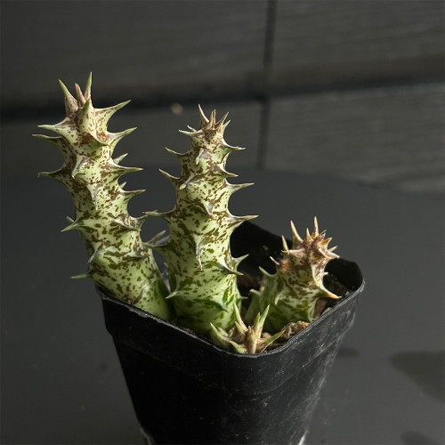 Caralluma hesperidum Succulent - Rare Live Thorny Mottled Plant for Indoor Tabletop Garden