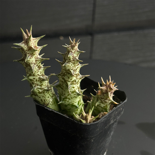 Caralluma hesperidum Succulent - Rare Live Thorny Mottled Plant for Indoor Tabletop Garden