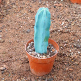 Myrtillocactus geometrizans | Low-Maintenance Architectural Succulent for Indoor & Outdoor Decor