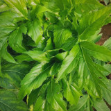 Japanese Ashitaba Seeds - High Germination Rate, Shade-Tolerant, Edible with Medicinal Value