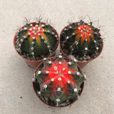 Gymnocalycium stenopleurum 'Artificial Variegated' for Sale - Variegated Ribbed Peony Cactus, Beginner Friendly Succulenta