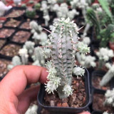 Rare Euphorbia mammillaris 'Variegata' | Low-Maintenance Indoor-Outdoor Cactus-Like Plant