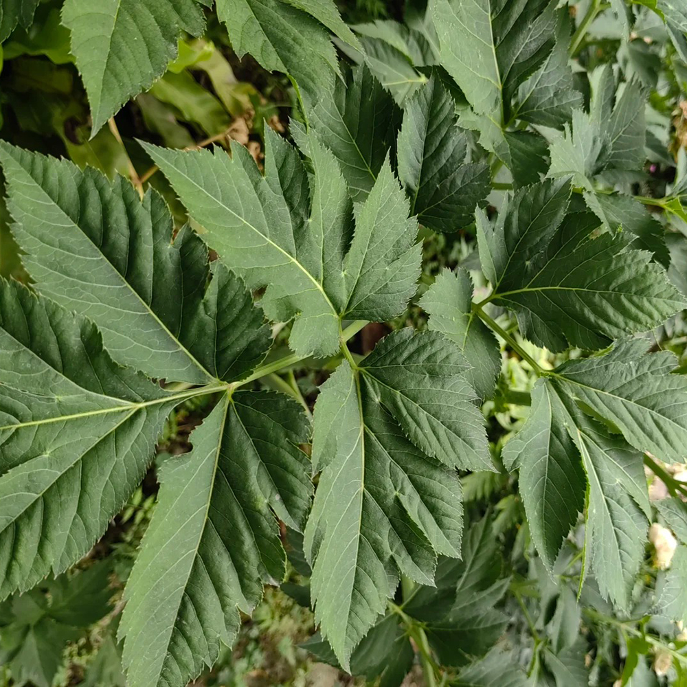 Japanese Ashitaba Seeds - Dual-Purpose Edible Medicinal Herb, Eco-Friendly  Cultivation, Fast Growing