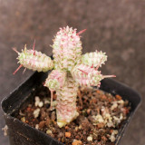 Rare Euphorbia mammillaris 'Variegata' | Low-Maintenance Indoor-Outdoor Cactus-Like Plant