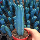 Myrtillocactus geometrizans | Low-Maintenance Architectural Succulent for Indoor & Outdoor Decor