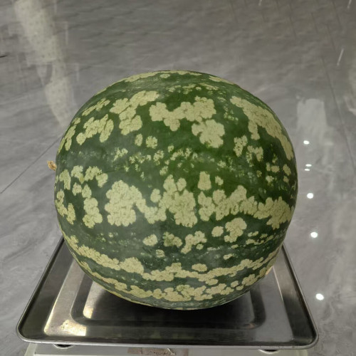 Ya Zong Winter Melon Seeds - High Yield, Easy Storage, and Wide Culinary Applications