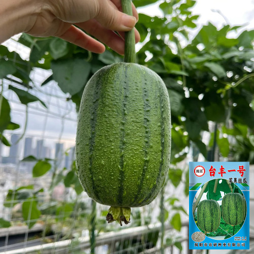 Taifeng No. 1 Apple Luffa Seeds - High-yielding, unique appearance, strong adaptability, easy to manage