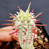 Rare Euphorbia mammillaris 'Variegata' | Low-Maintenance Indoor-Outdoor Cactus-Like Plant