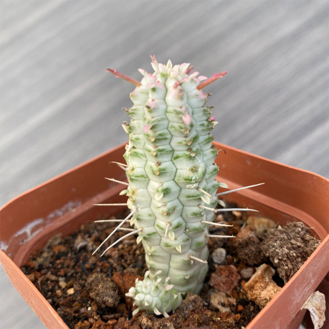 Rare Euphorbia mammillaris 'Variegata' | Low-Maintenance Indoor-Outdoor Cactus-Like Plant