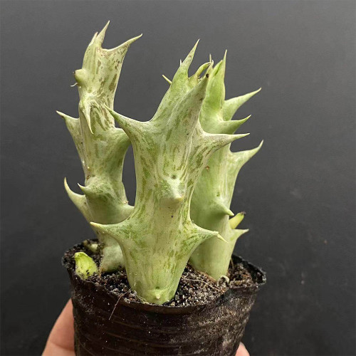 Caralluma hesperidum for Sale | Rare Succulent with Horn-Like Stems, Star-Shaped Blooms, Low Maintenance