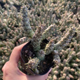 Caralluma hesperidum Succulent - Rare Live Thorny Mottled Plant for Indoor Tabletop Garden