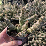 Caralluma hesperidum Succulent - Rare Live Thorny Mottled Plant for Indoor Tabletop Garden