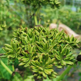 Japanese Ashitaba Seeds - High Germination Rate, Shade-Tolerant, Edible with Medicinal Value