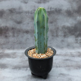 Myrtillocactus geometrizans | Low-Maintenance Architectural Succulent for Indoor & Outdoor Decor