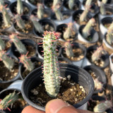 Rare Euphorbia mammillaris 'Variegata' | Low-Maintenance Indoor-Outdoor Cactus-Like Plant