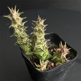 Caralluma hesperidum Succulent - Rare Live Thorny Mottled Plant for Indoor Tabletop Garden