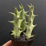 Caralluma hesperidum for Sale | Rare Succulent with Horn-Like Stems, Star-Shaped Blooms, Low Maintenance