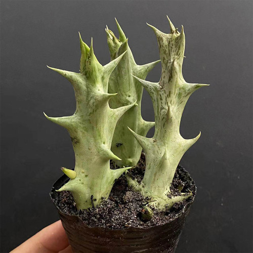 Caralluma hesperidum for Sale | Rare Succulent with Horn-Like Stems, Star-Shaped Blooms, Low Maintenance